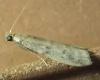 Phycitinae inconnu